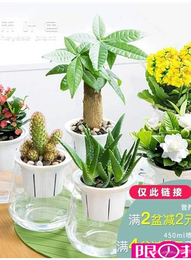 cactus small potted flower plants indoor scented real