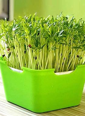 Plant Germination Tray Portable Moisture Proof Planting Box