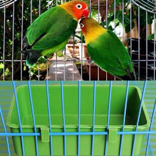 Cangkir Mangkuk Plastik Air Makanan Burung Beo Kandang