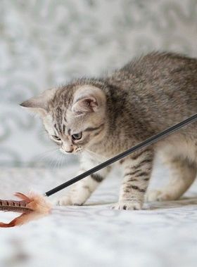Cat Wand Toys Creative Pet Toys with Replaceable Bait Heads