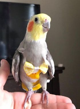 Pakaian Hewan Peliharaan Portabel Yang Dapat Disesuaikan