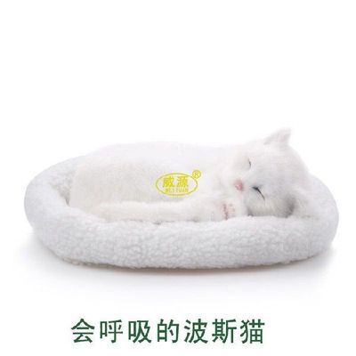 Jade Pussycat  Persian Cat pampered petz pet mate breathing