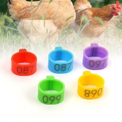 100Pcs Chicken Leg Rings Turkey Duck Identification Leg