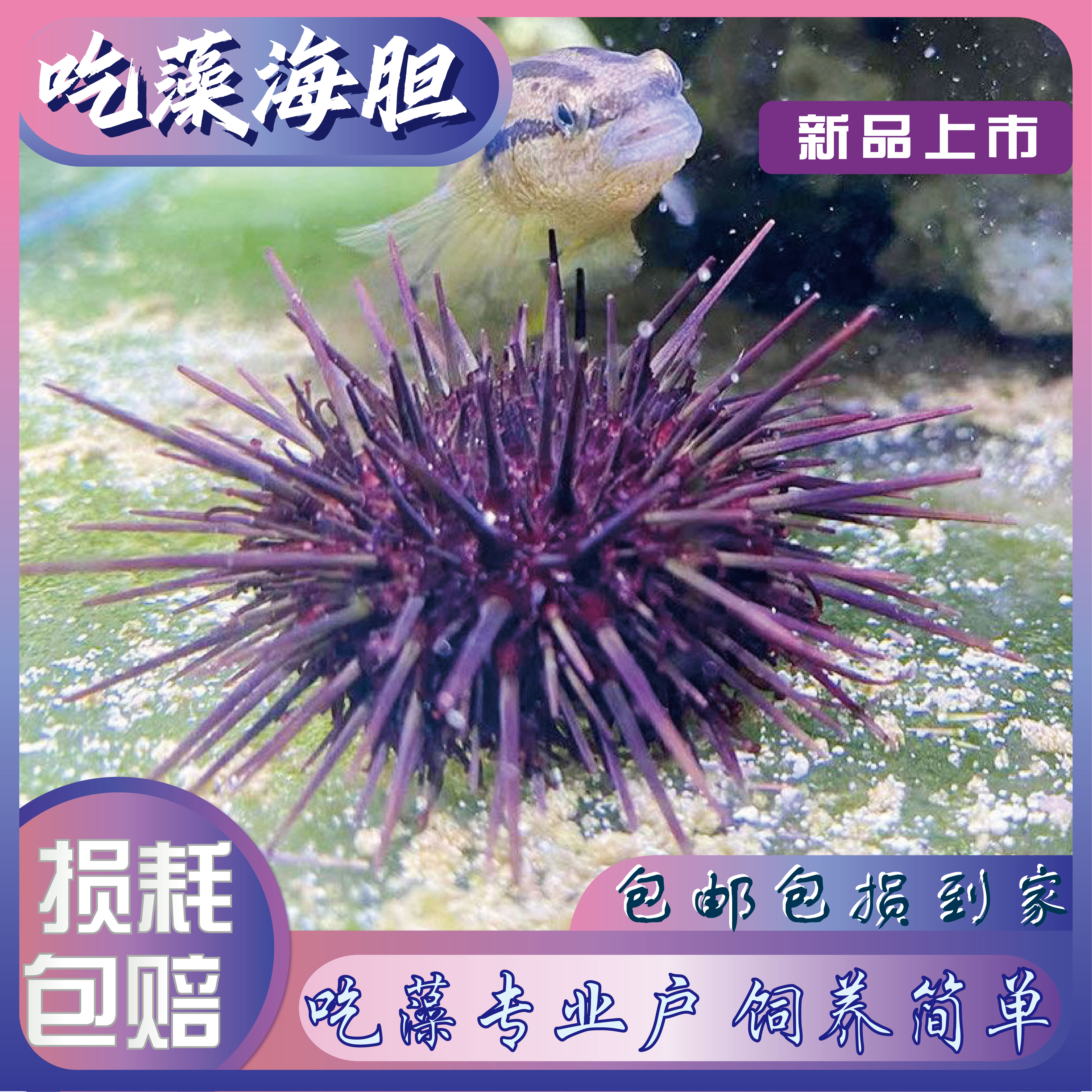 蓝礼服海胆紫海胆海缸生物