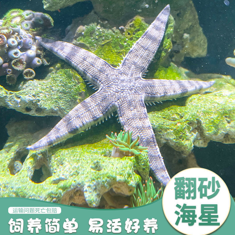 翻砂海星不吃珊瑚活体生物
