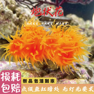 炮仗花珊瑚太阳花珊瑚新手海缸软体lps珊瑚活体小丑鱼共生