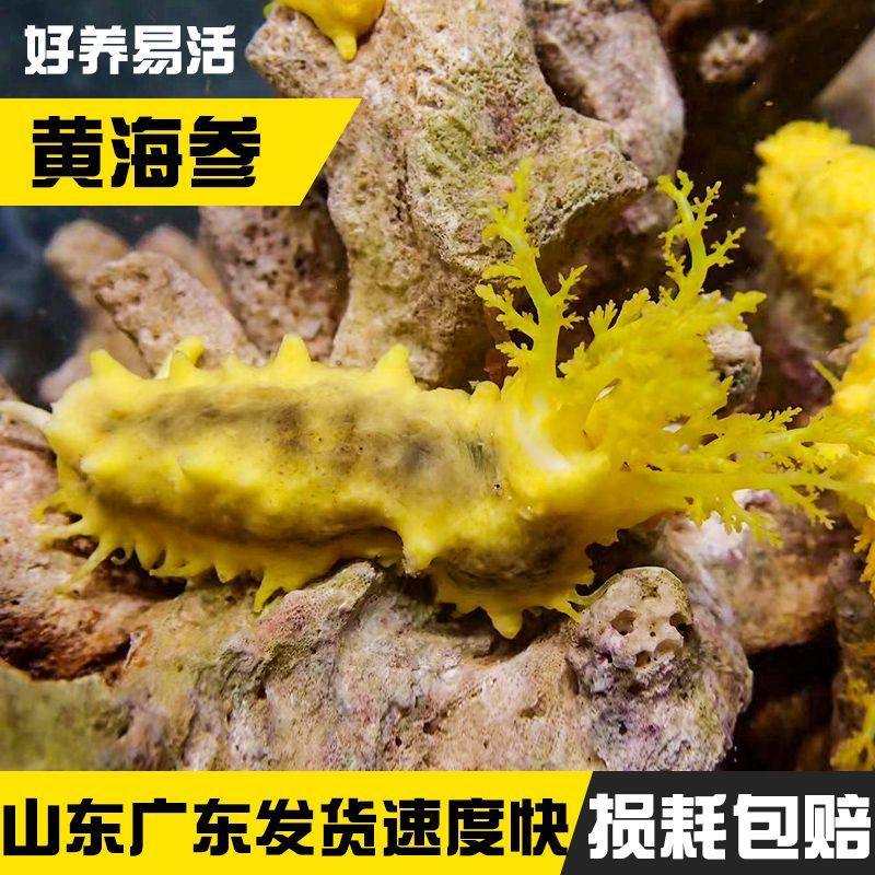 翻沙海参黄海参红海参观赏海洋生物吃除藻海缸造景翻砂大海参宠物