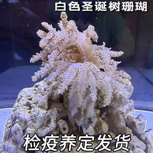 白色圣诞树脉冲珊瑚新手试水珊瑚活体软体珊瑚状态稳定易养