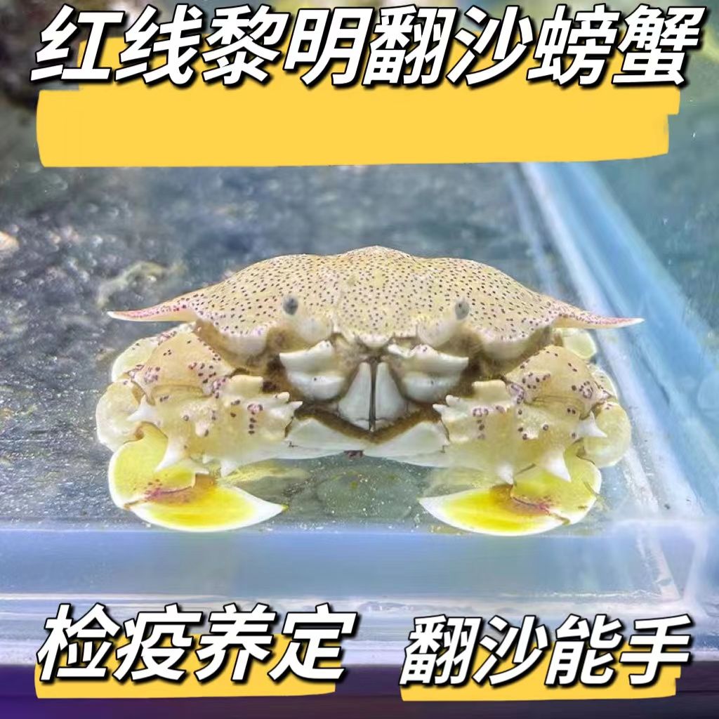 黎明螃蟹翻砂螃蟹包邮包损