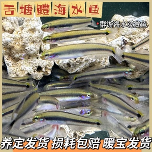 菲律宾舌塘鳢海水鱼观赏海水鱼小丑鱼尼莫可混养皮实练手