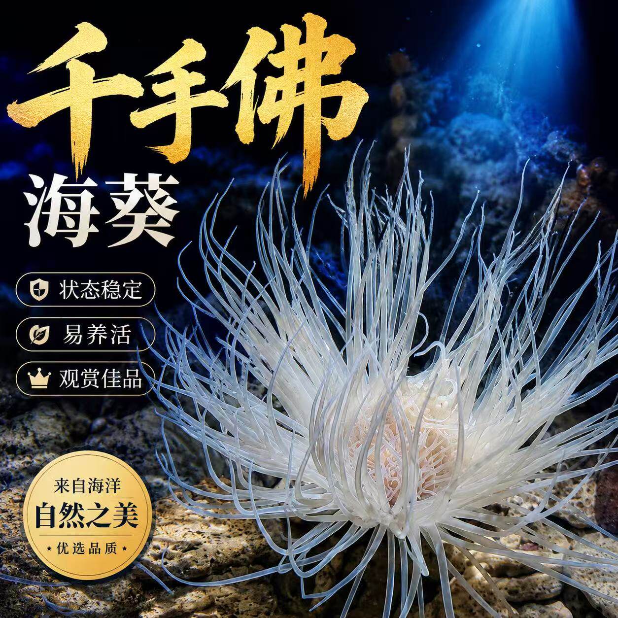 白花千手佛海葵管虫海水生物滤水生物新手练手海葵珊瑚