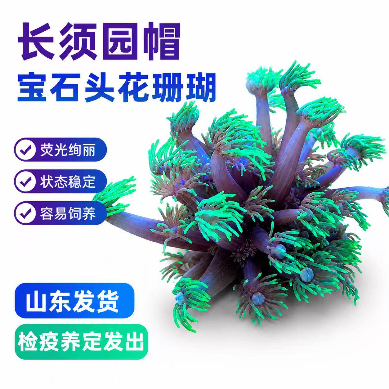 长须圆帽宝石头花单苞珊瑚长须大花lps软体珊瑚海水小丑鱼造景