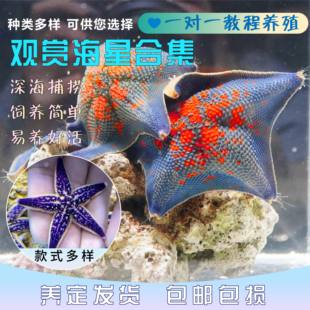海星活体海缸生物海水观赏海洋生物水族宠物翻砂迷你小海星好养