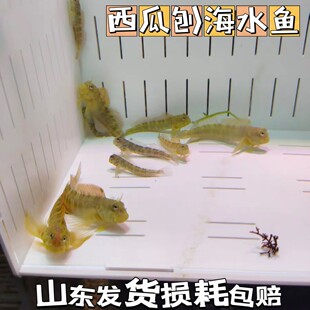 西瓜刨海水生物吃藻海水观赏鱼活体鳚鱼食藻除藻工具鱼高效吃藻