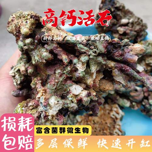 海缸活石免爆藻新鲜高钙深海块状片状海水缸过滤鱼缸珊瑚骨带菌