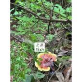 深山老牌南特产纯野灵芝倌赤芝 林芝云 赤灵芝生半斤五个DRI新货
