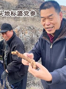 WVL0生潞党参 . 地药材野（8~1年道生）