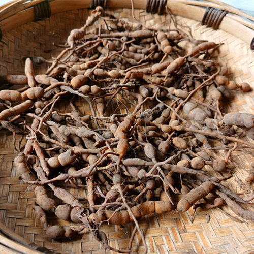贵州地产新鲜鸡筋参中药材