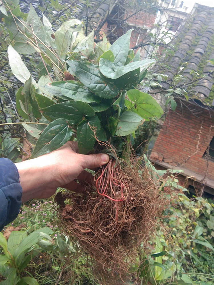 贵州野生淫羊藿中药材 仙灵脾泡酒泡茶三枝九叶草药原药干货500克