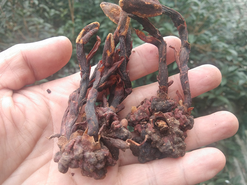 山货回春草泡酒中药材 土锁阳顶天柱不老草苁蓉贵州无硫干货500克