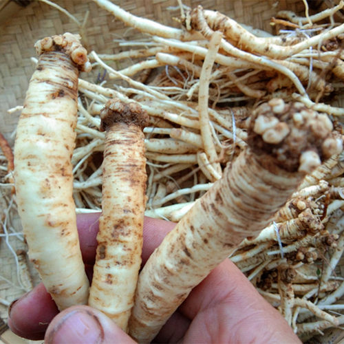 贵州山货黔党参中药材新鲜煲汤料