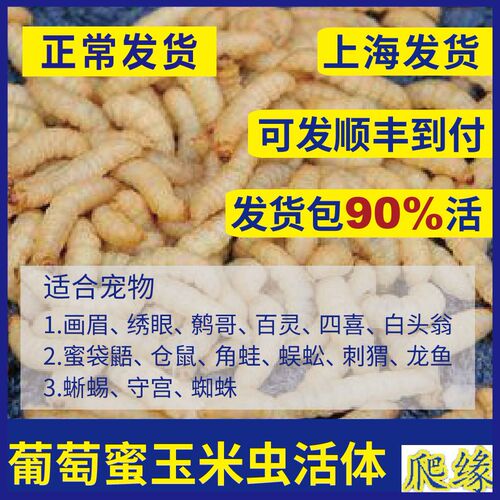 玉米虫 葡萄蜜虫玉米虫 柴虫玉米虫活虫虫子龙鱼八哥画眉鸟食虫子