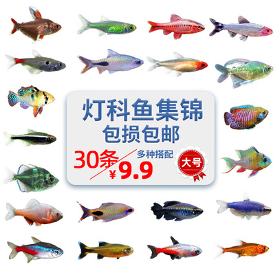 热带宝莲灯鱼活体观赏红绿灯小型淡水灯科鱼草缸群游大号包邮包损