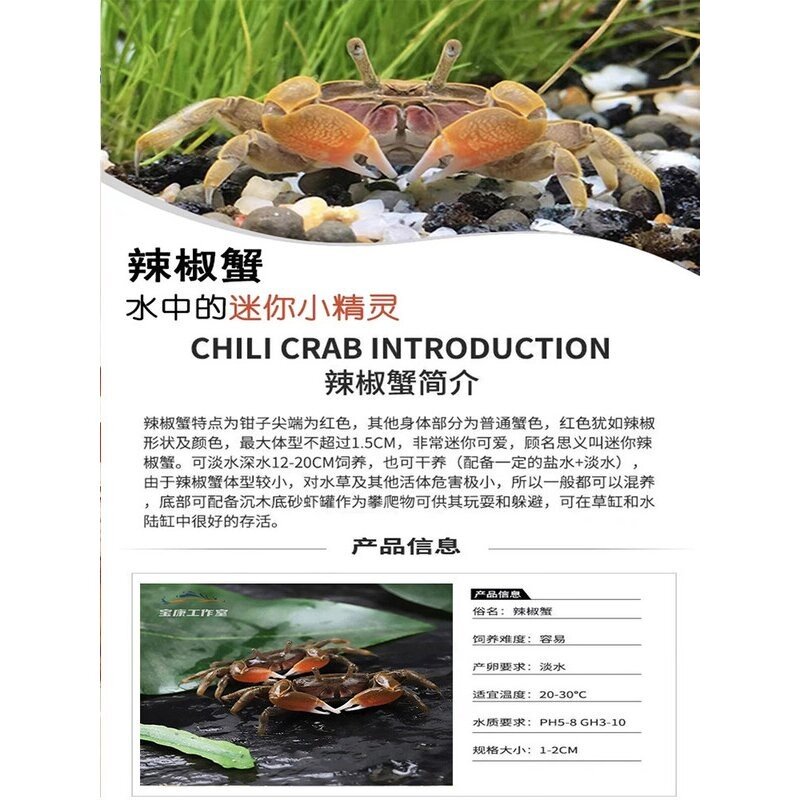 水族小螃蟹迷你辣椒蟹除藻蟹淡水蟹活体观赏蟹可爱宠物蟹包邮