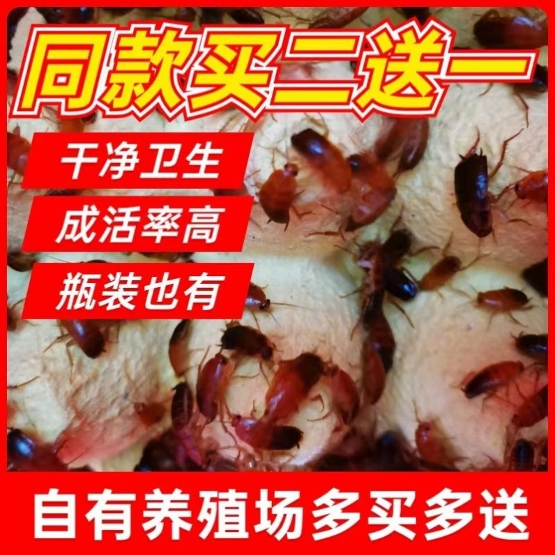樱桃蟑螂活体活虫幼体压成守宫龙鱼爬宠食物饲料樱桃红蟑螂