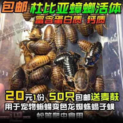 包邮特价杜比亚蟑螂 樱桃红蟑螂活体3-4cm爬虫食物蝎子蜥蜴食物