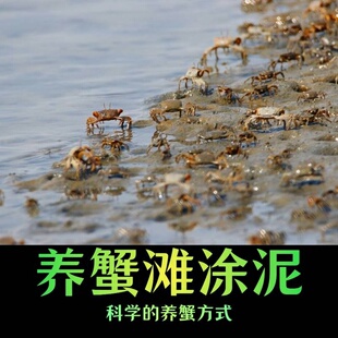 辣椒蟹生态泥铺底观赏蟹打洞泥滩涂泥谭氏泥蟹微景观造景用品河泥