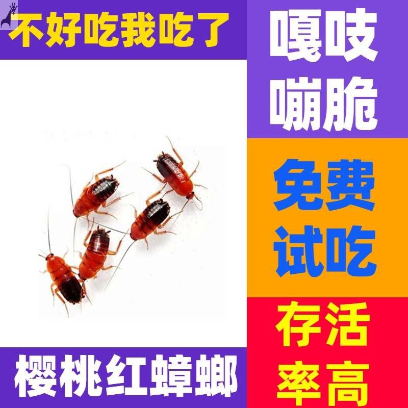 樱桃红蟑螂活虫守宫蝎子蜈蚣蜘蛛鬃狮蜥蜴龙鱼饲料蚂蚁螳螂的食物