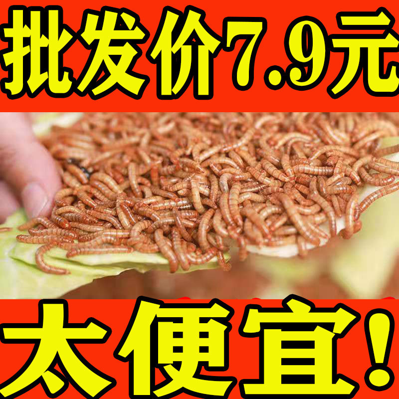 面包虫 活体 黄粉虫活虫 鹦鹉观赏鱼饲料