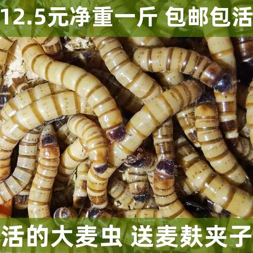 活虫大麦虫活体面包虫金龙鱼八哥守宫活虫子鸟食宠物饲料全国包邮