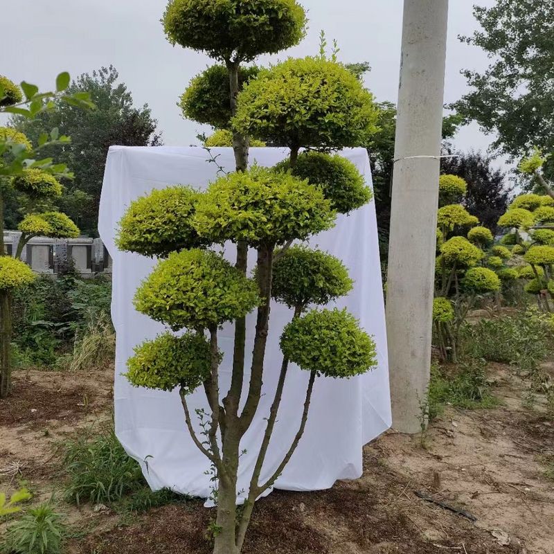 亮晶女贞造型树苗庭院别墅地景工程绿化金黄色叶老桩盆景四季常青