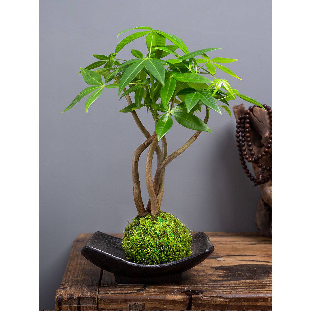 五福发财树苔藓盆景桌面盆栽室内茶桌水培好养小绿植中式禅意植物