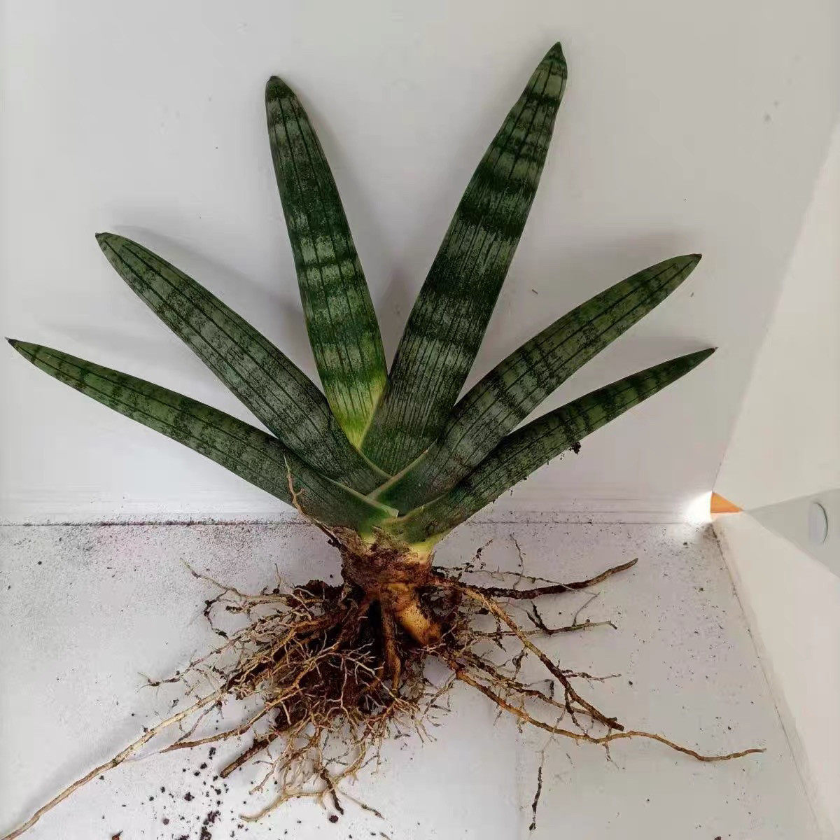 佛手虎皮兰易养室内多肉植物绿植花卉盆栽稀有品种虎皮兰