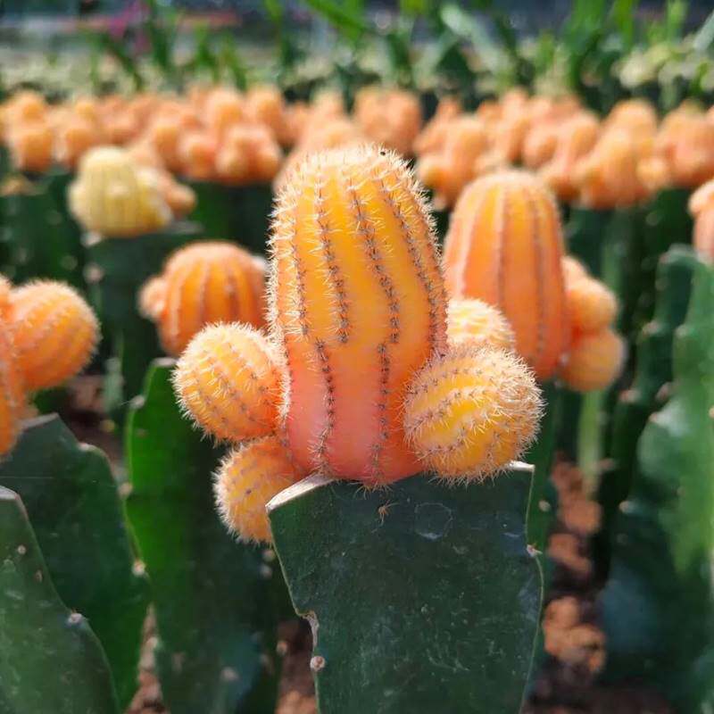 稀有红山吹仙人球嫁接三角柱开红花易爆崽防辐射多肉植物彩带红球