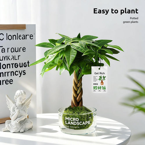 发财树苔藓球盆栽室内植物办公室桌面懒人水培绿植盆景