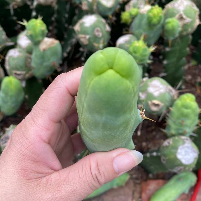 稀有JJ柱侧芽仙人柱程程柱邪恶鸡鸡柱多肉植物防辐射盆栽仙人球掌