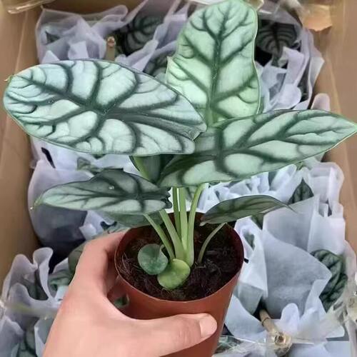 白犀牛龙鳞海芋室内盆栽水土双培绿植耐旱懒人花卉易养活