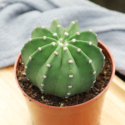 短毛丸实生仙人球大颗无刺开花多肉绿植办公桌防辐射小盆栽易养活