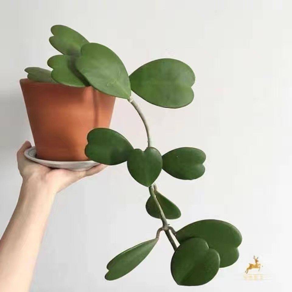 【2862人收藏】心叶球兰多肉植物网红内锦球兰爬藤植物室内盆栽绿