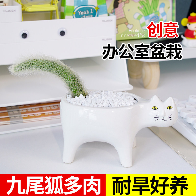 九尾狐多肉植物盆栽猴尾柱仙人柱猴尾巴室内桌面卡通猫咪花盆绿植