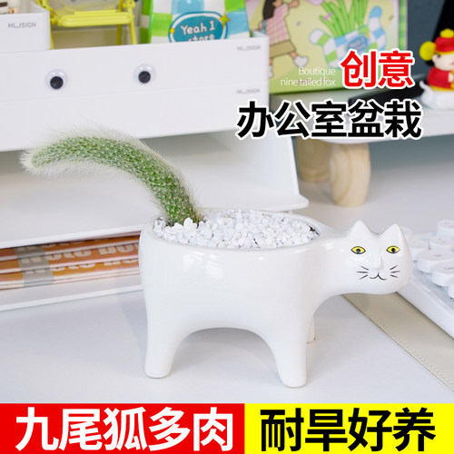 九尾狐多肉植物盆栽猴尾柱仙人柱猴尾巴室内桌面卡通猫咪花盆绿植