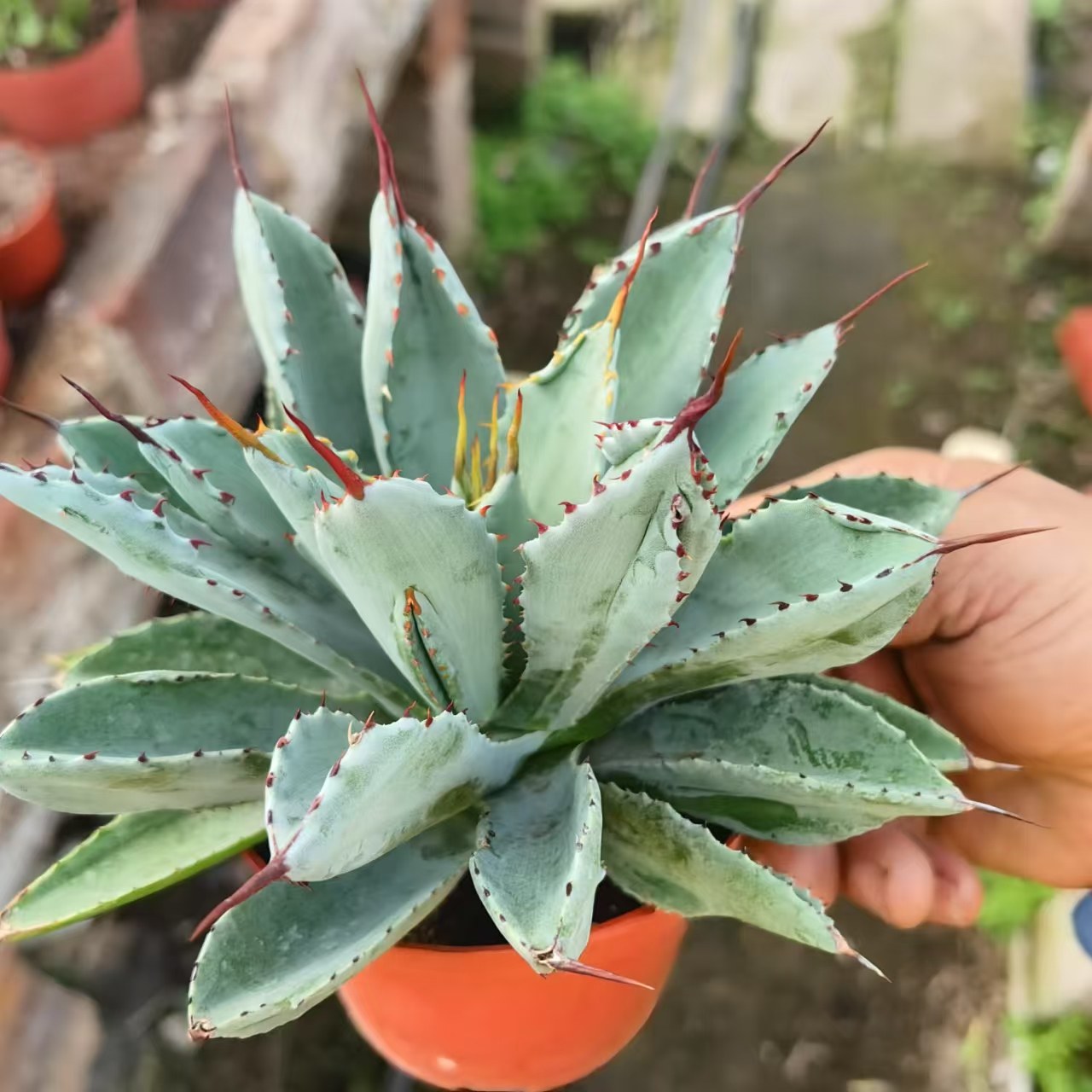 贝壳龙龙舌兰科沙生夏型种多肉仙人球仙人掌植物防辐射景观绿植