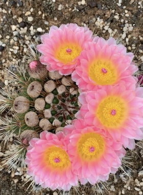 橙色花青王丸 实生仙人球开大花室内办公桌美观防辐射多肉盆栽