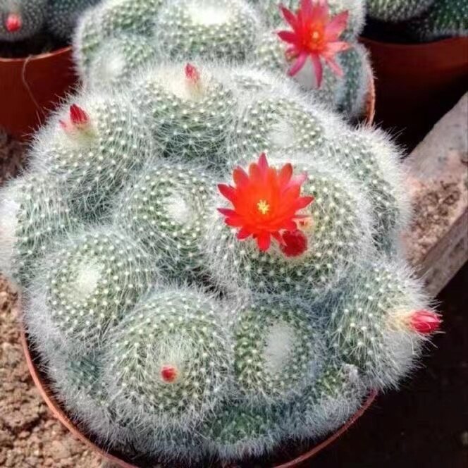 群生开花仙人球美花白雪光子孙球办公室内多肉植物基地直销