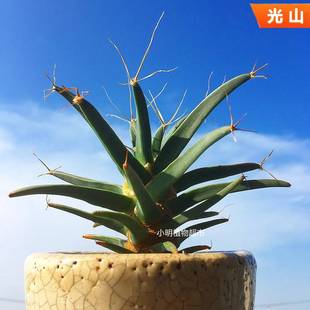 光山植物实生四大名球仙人球稀有精品仙人掌开花多肉好养绿植盆栽