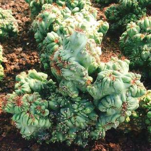 稀有仙人掌罗汉山影拳多肉植物紫云罗汉五指山黄金山虎头彩山影锦